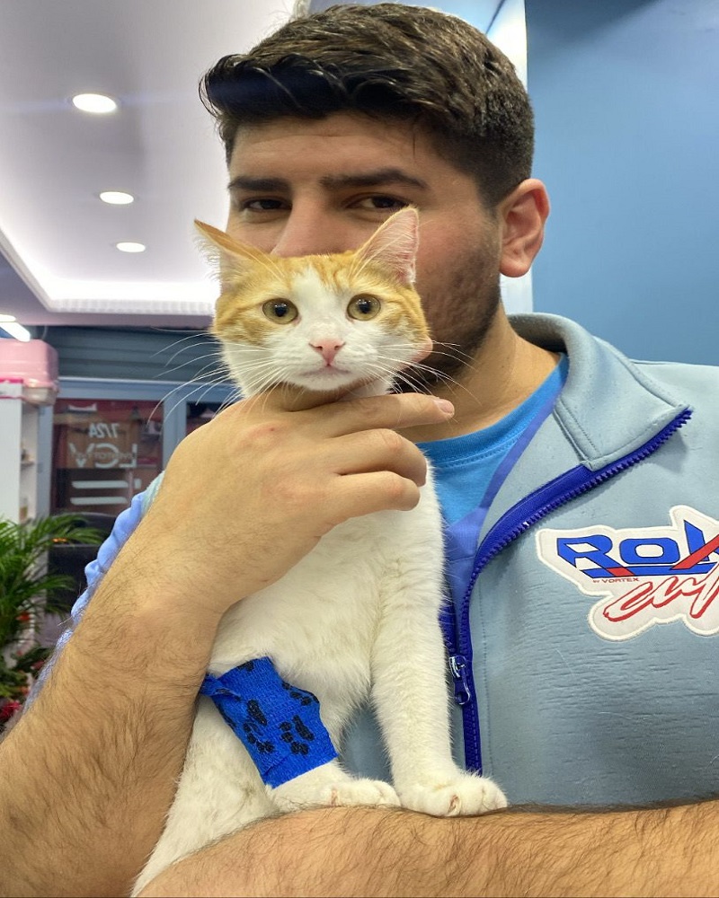 beşiktaş kedi veteriner hekimi