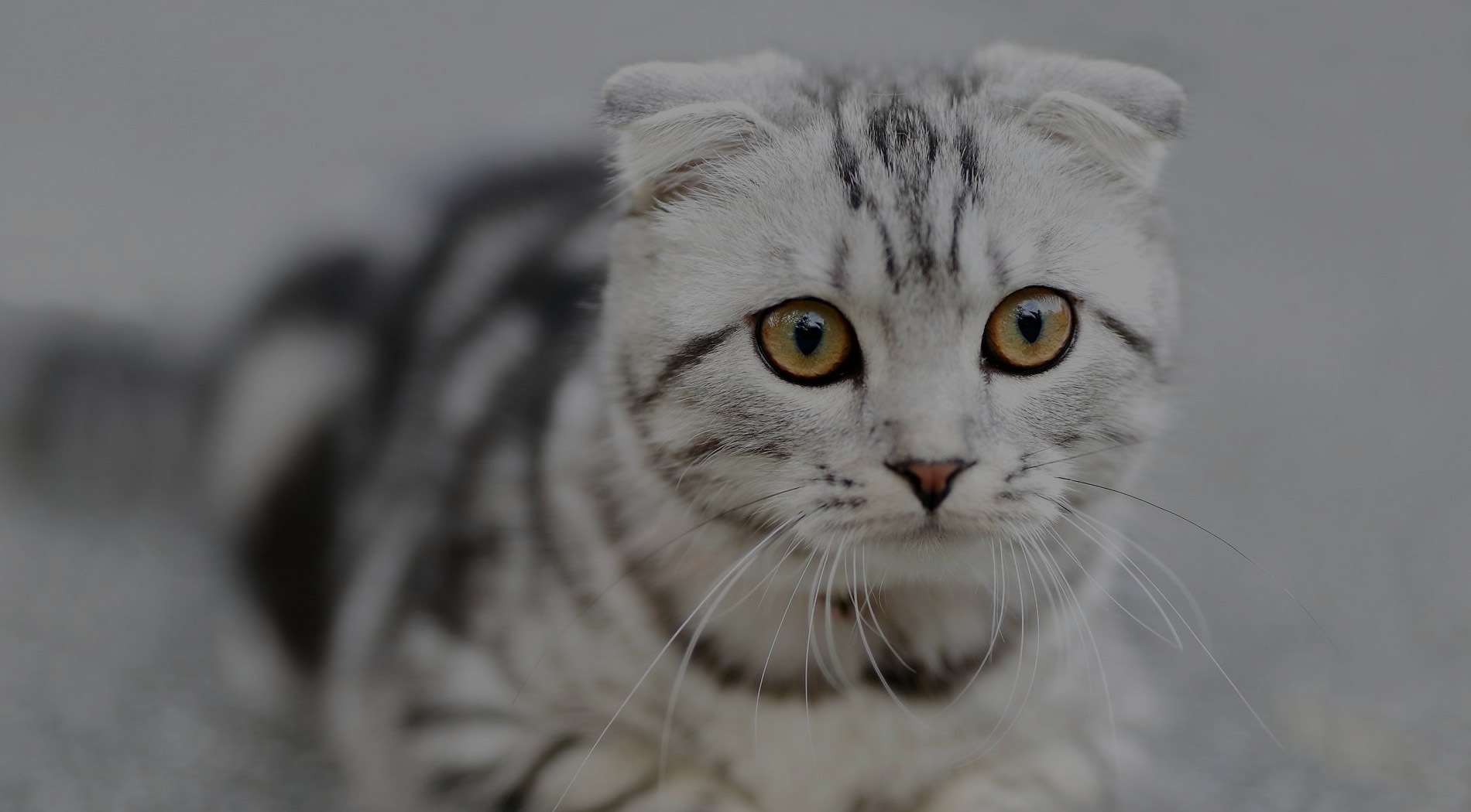 Levent City Veteriner Kliniği