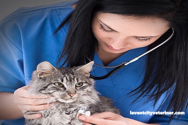 Şişli Veteriner Kliniği