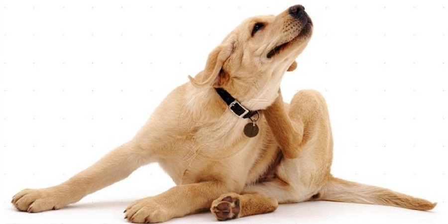 Köpeklerde Uyuz Hastalığı